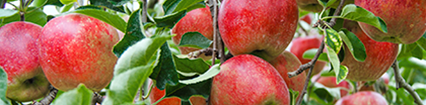 アップルファームさみずウェブサイトはこちら