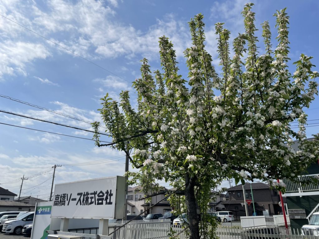 りんごの花が咲きました★